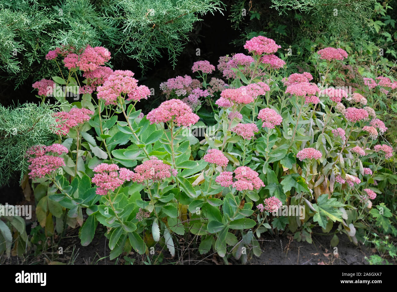 Large plant with fleshy green leaves, stems and inflorescences. Blooming pink Sedum spectabile (stonecrop prominent) in the summer season. Medicinal p Stock Photo