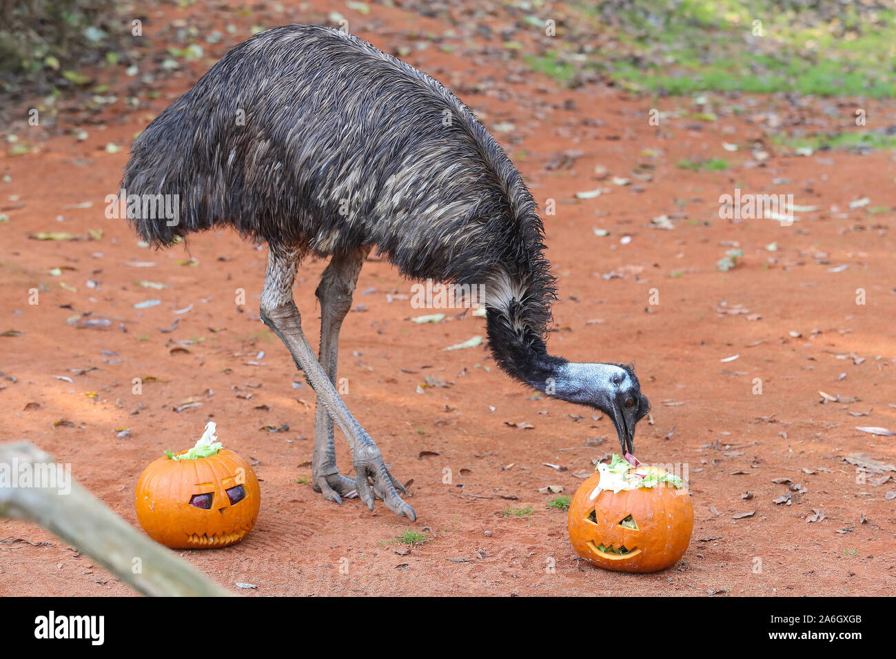 Zagreb, Croatia. 26th Oct, 2019. An emu eats food from a Halloween pumpkin in the zoo of Zagreb, Croatia, on Oct. 26, 2019. Credit: Xinhua/Alamy Live News Stock Photo