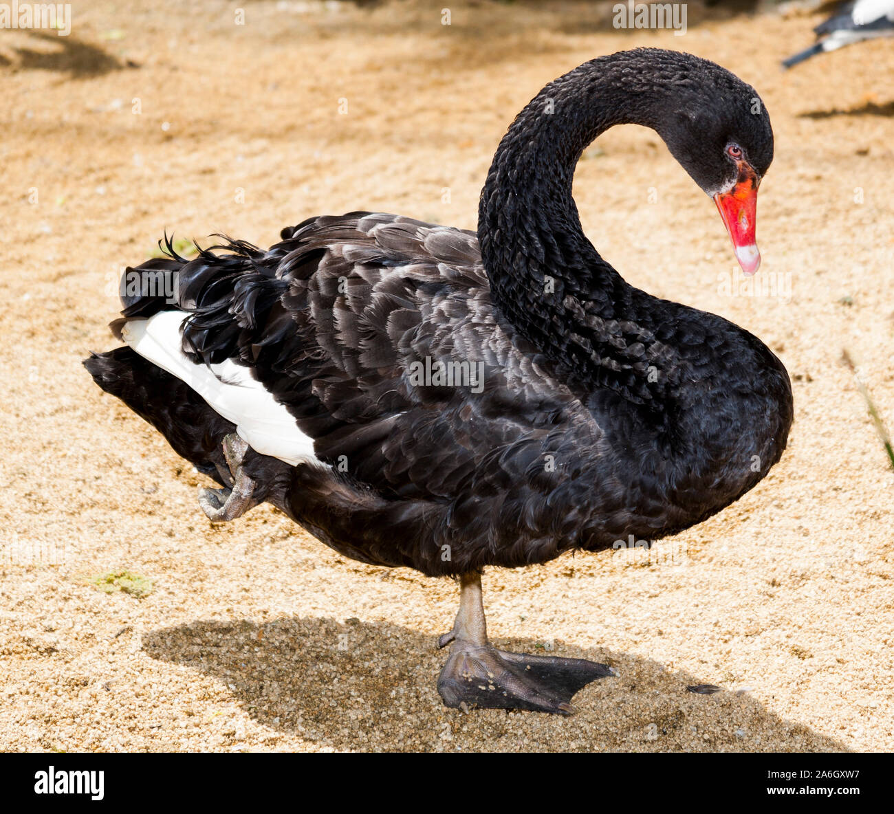 The black swan is a large waterbird, a species of swan which breeds mainly in the southeast and southwest regions of Australia. Within Australia they Stock Photo