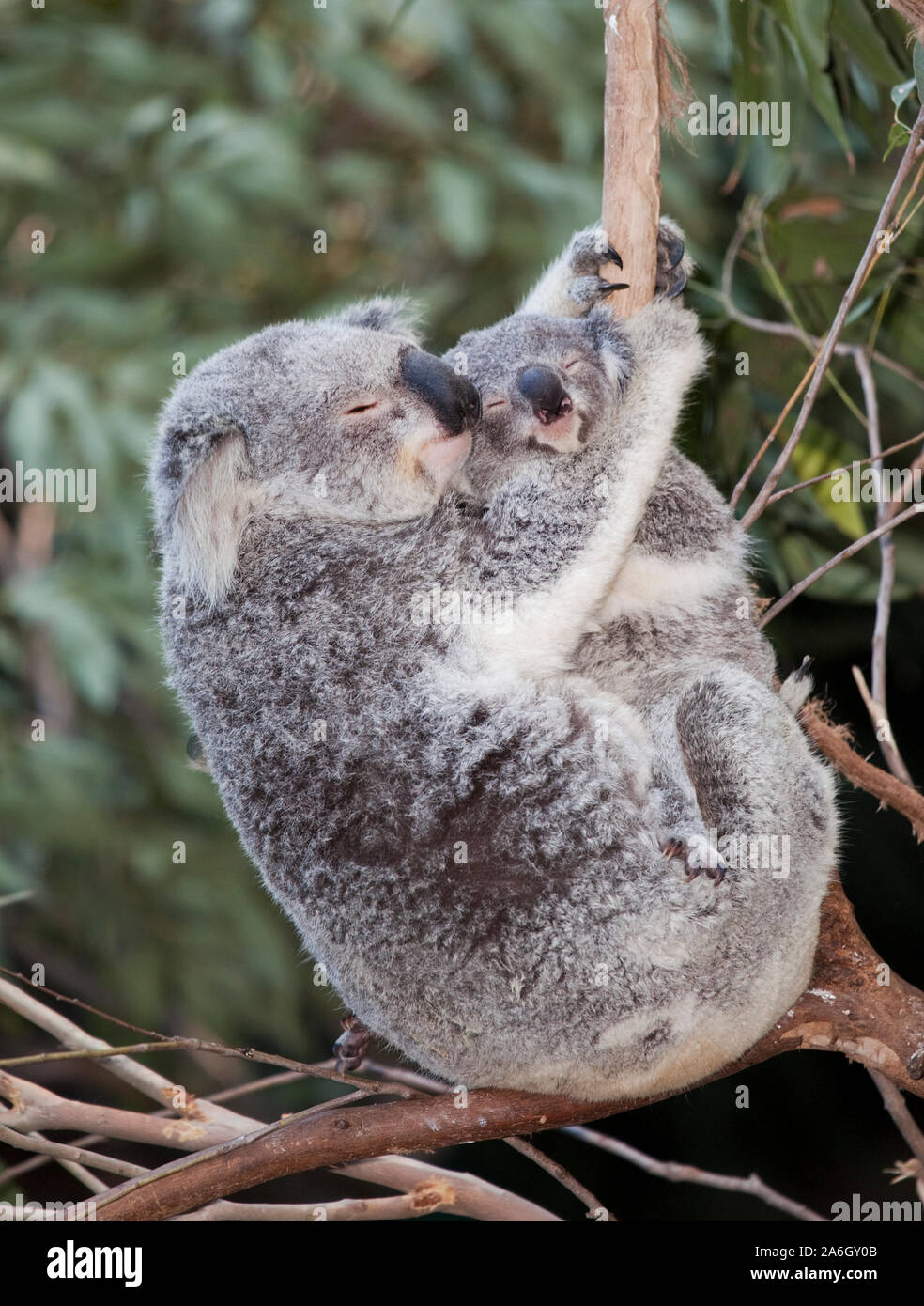 Koala Mum And Baby In Tree Stock Photo Alamy Koala Mum And Baby In Tree Stock Photo Alamy