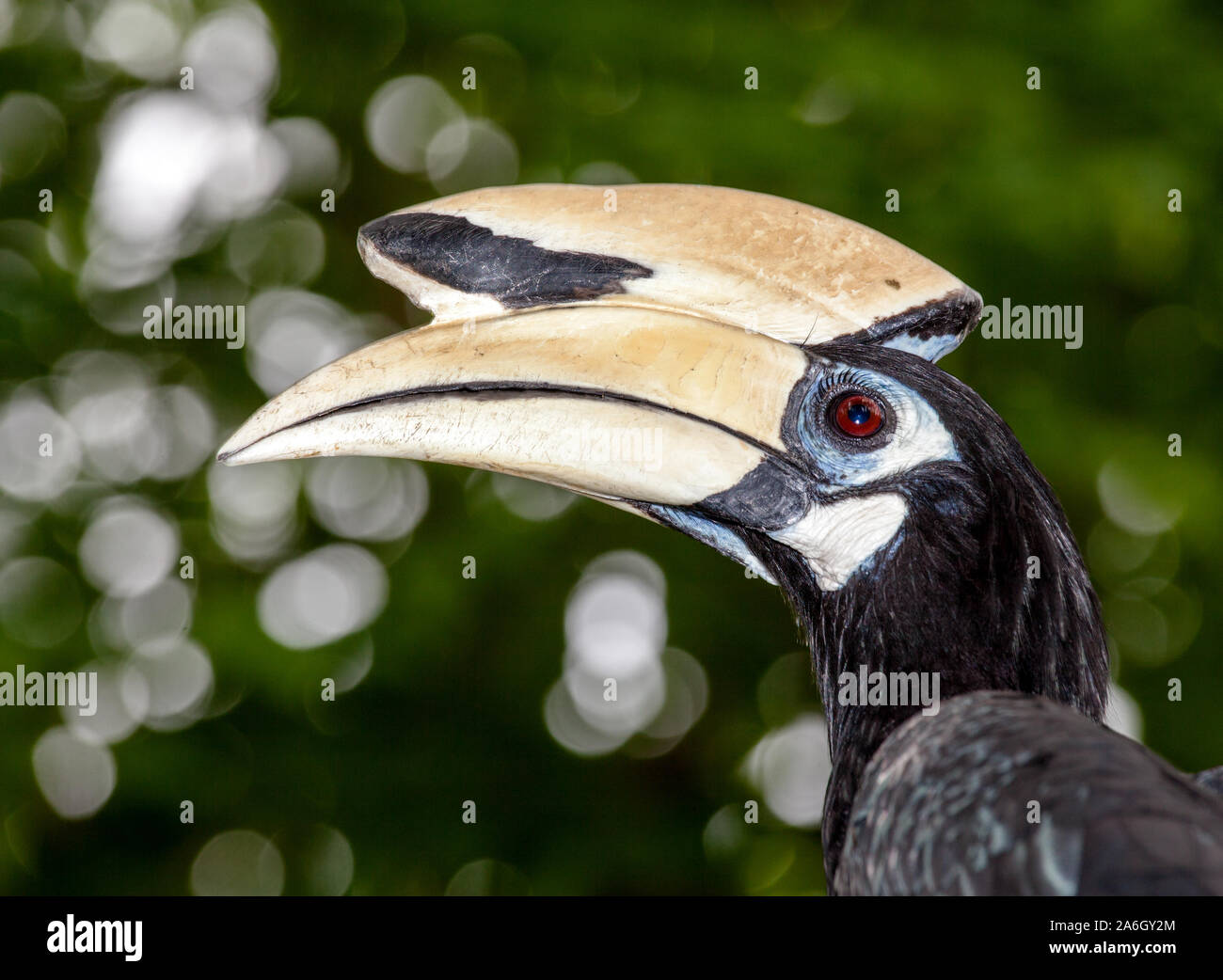 oriental pied hornbill toucan bird Stock Photo