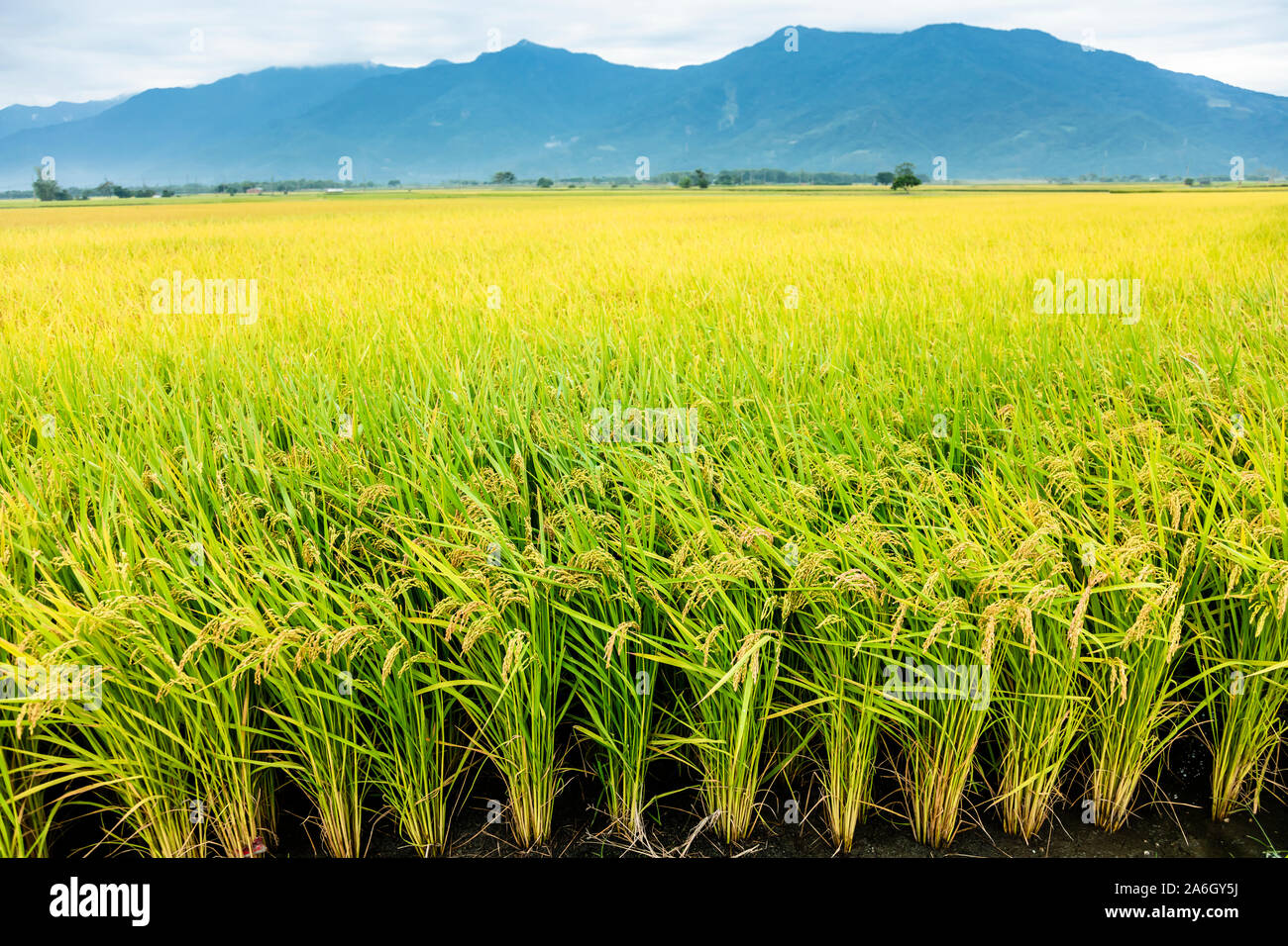 Beautiful Rice Fields in taitung . Taiwan Stock Photo