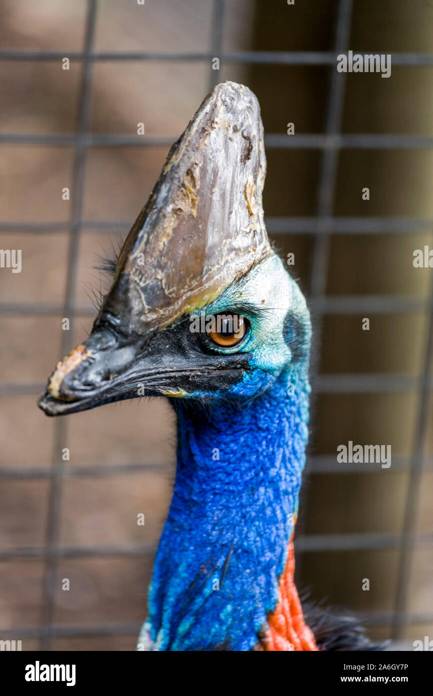 Cassowaries (/ˈkæsəwɛəri/), genus Casuarius, are ratites (flightless birds without a keel on their sternum bone) that are native to the tropical fores Stock Photo
