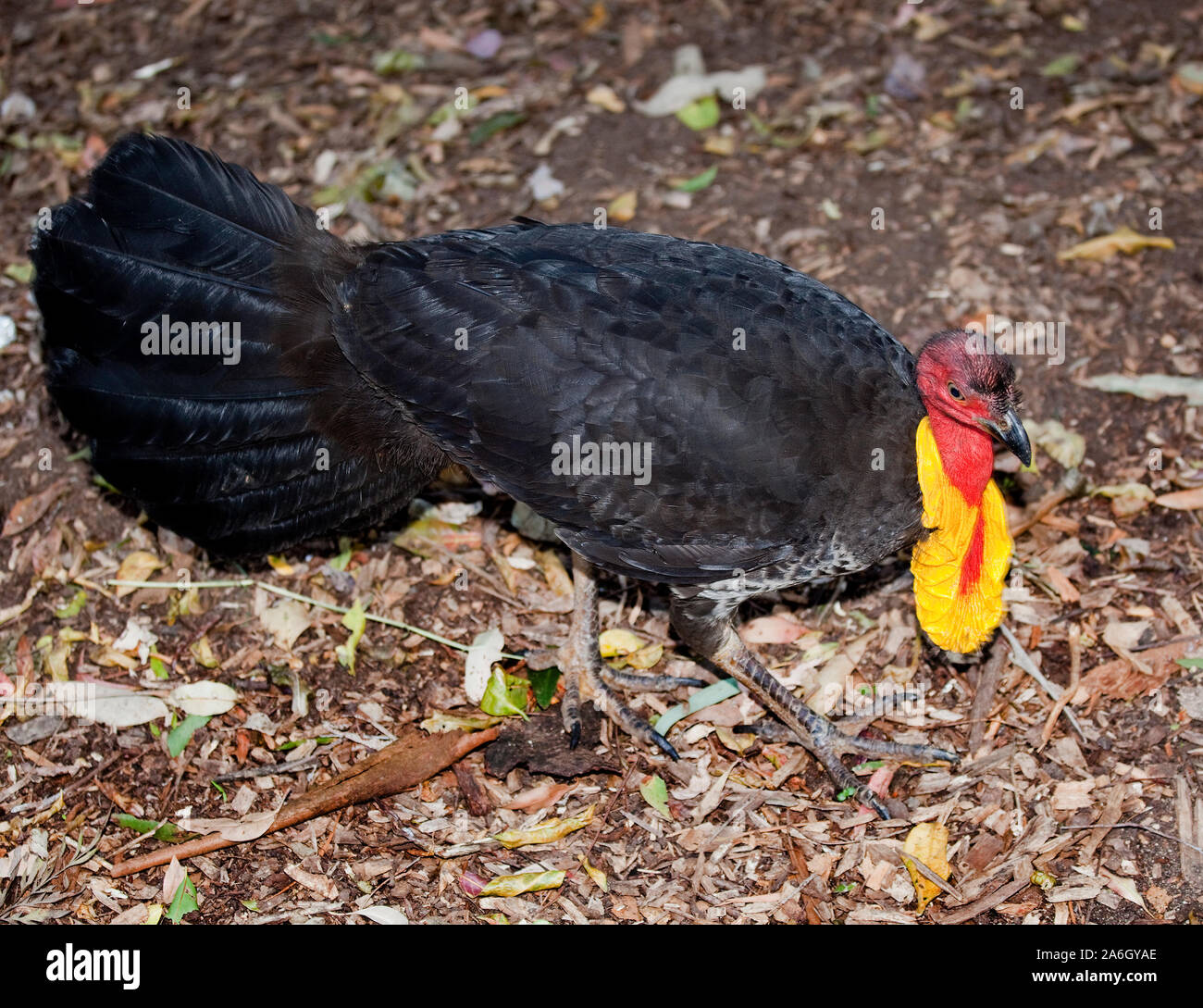 bush turkey found in rainforests in Australia Stock Photo