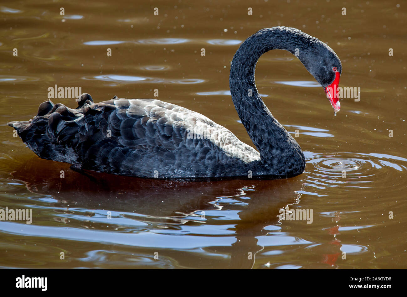 The black swan is a large waterbird, a species of swan which breeds mainly in the southeast and southwest regions of Australia. Within Australia they Stock Photo