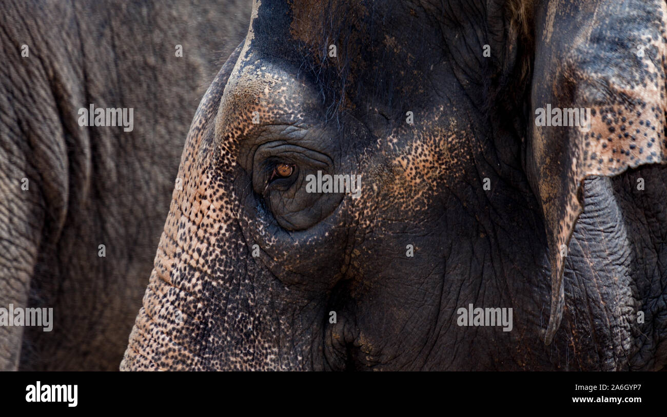 a elephant portrait seems to be pensive Stock Photo