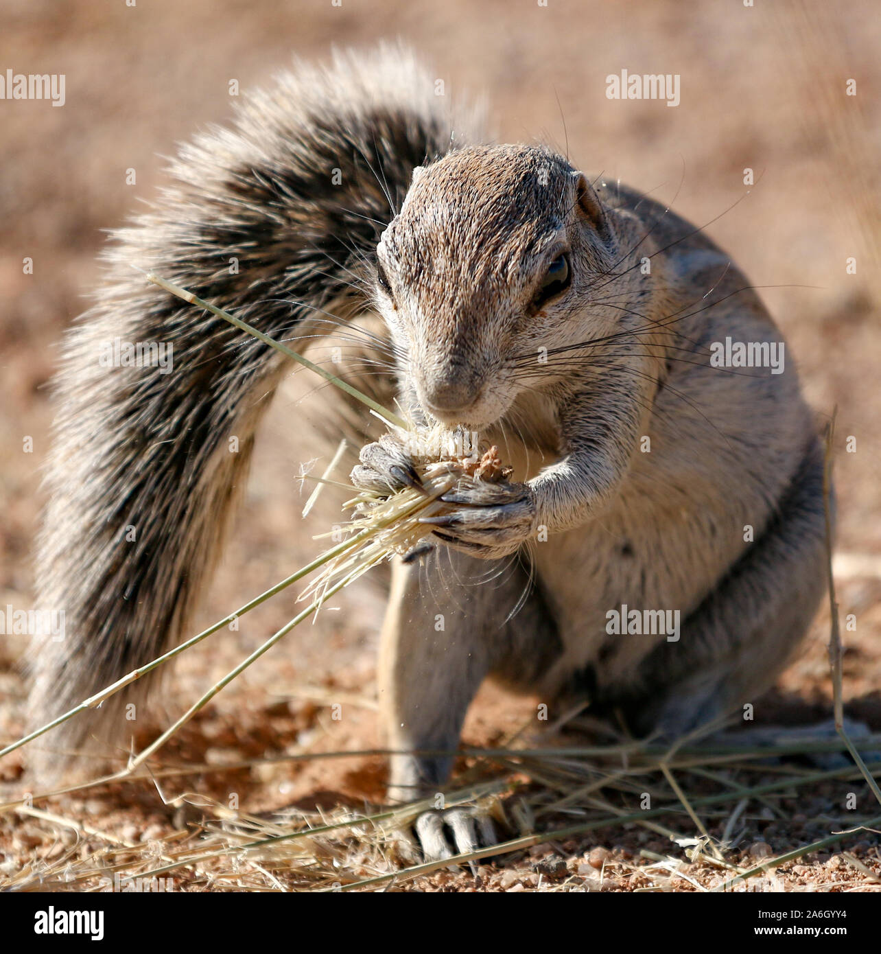 Ground squirrel in Namibia Stock Photo