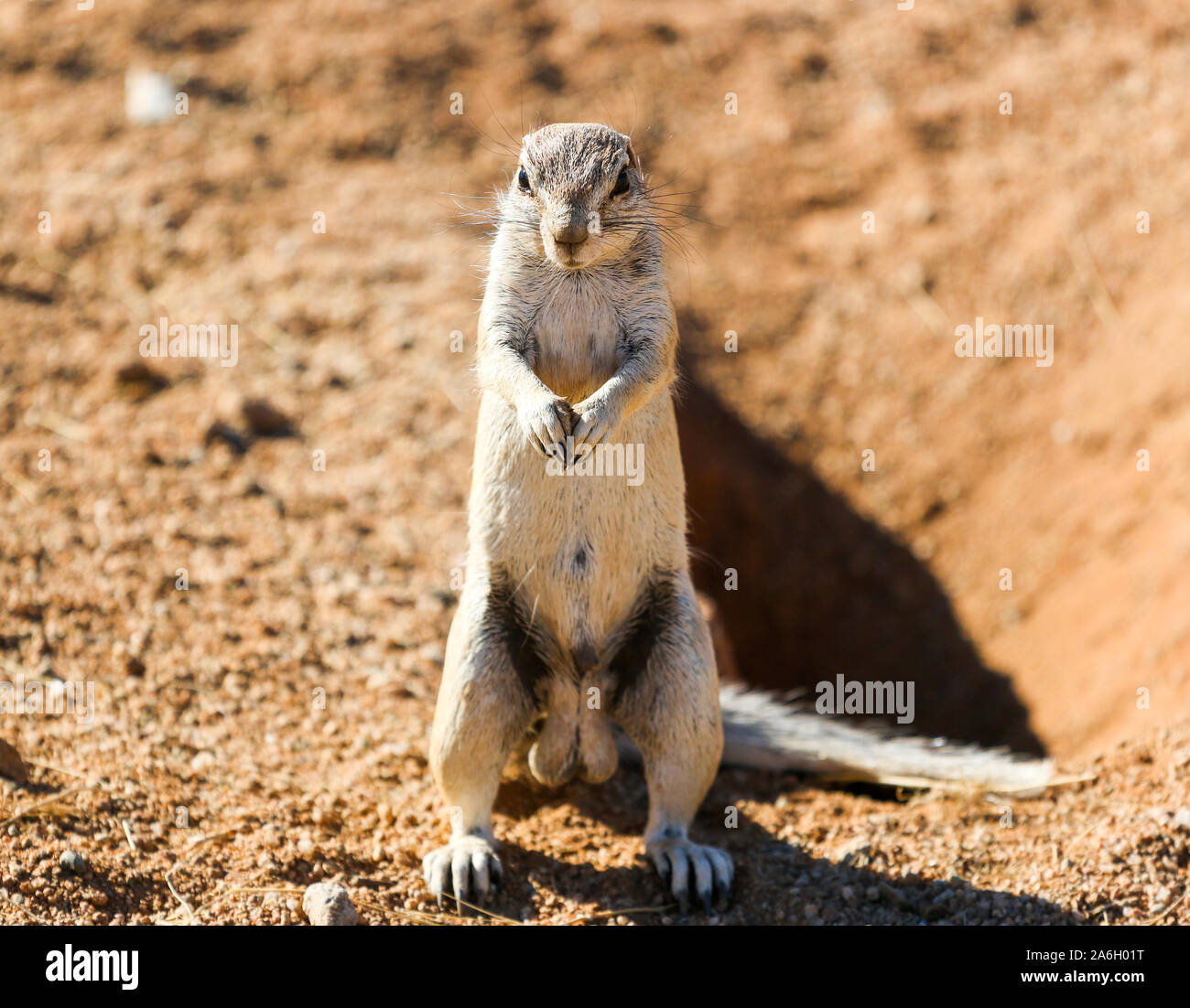 Ground squirrel in Namibia Stock Photo