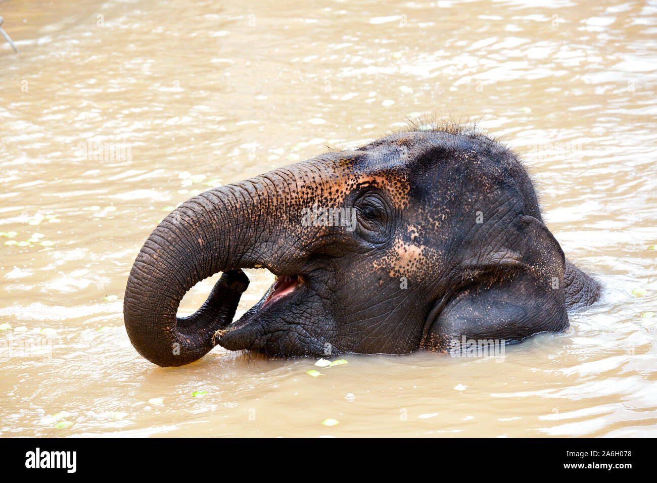 elephant having a swim and having fun Stock Photo