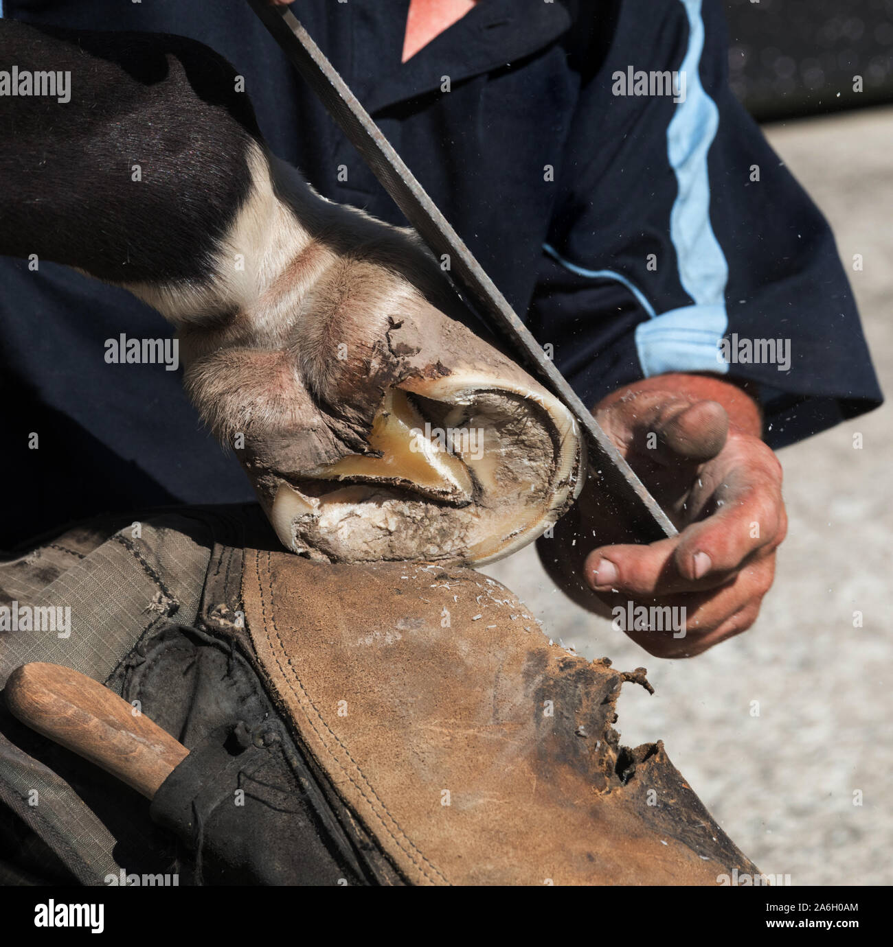Horse shoe nails hires stock photography and images Alamy