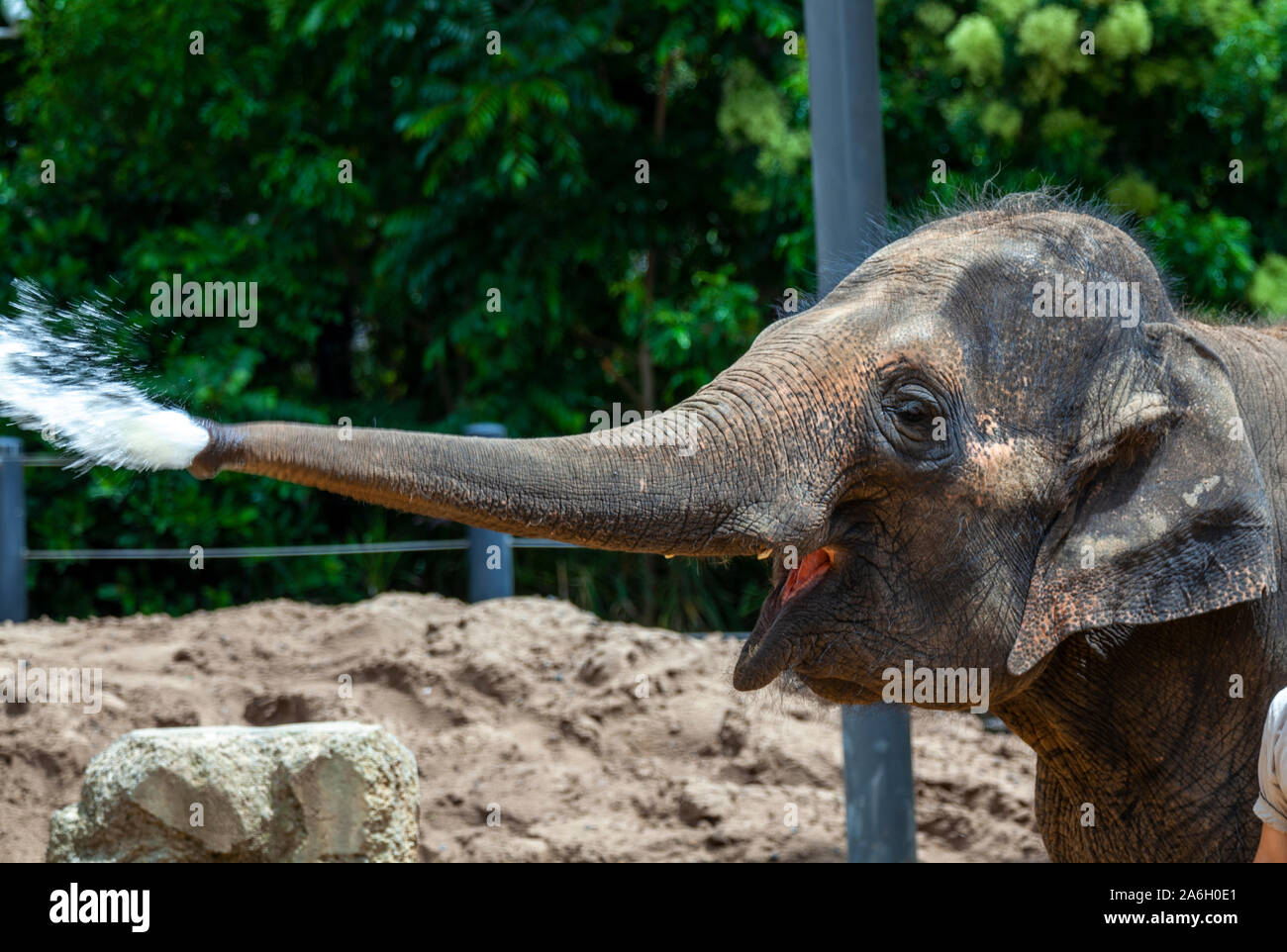 a young elephant hosing with his trunk Stock Photo