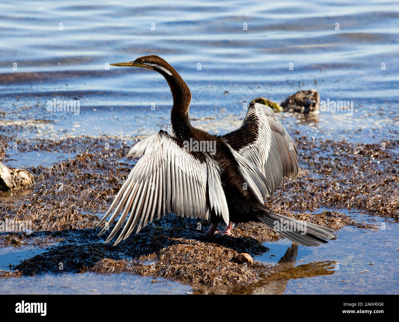 The great cormorant, known as the great black cormorant across the Northern Hemisphere, the black cormorant in Australia, the large cormorant in India Stock Photo