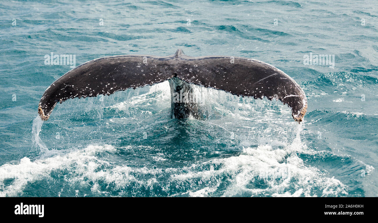humpback whales at Hervey Bay Australia Stock Photo