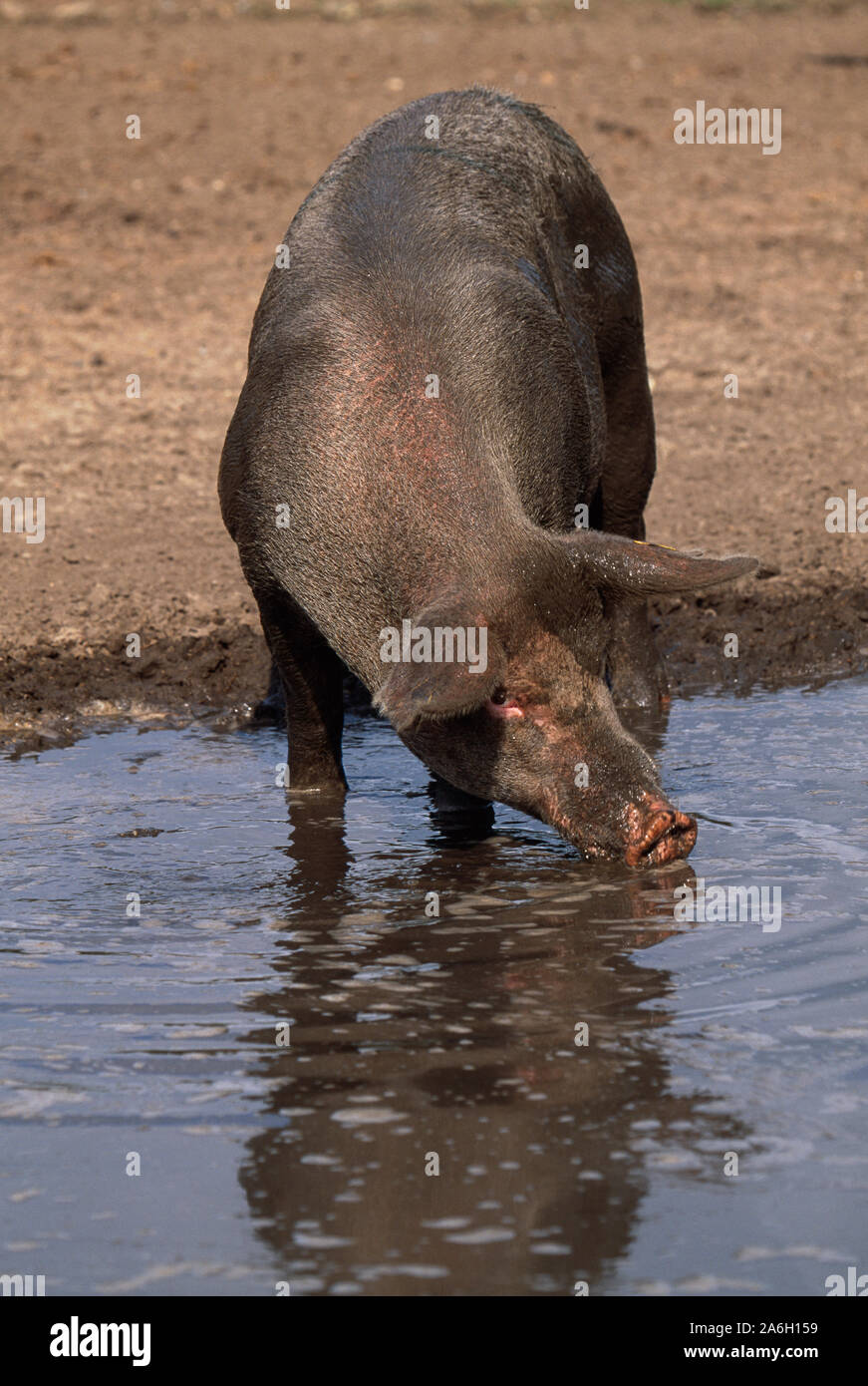 DOMESTIC PIG (Sus scrofa). Drinking from muddy pool. Dark bristly skin