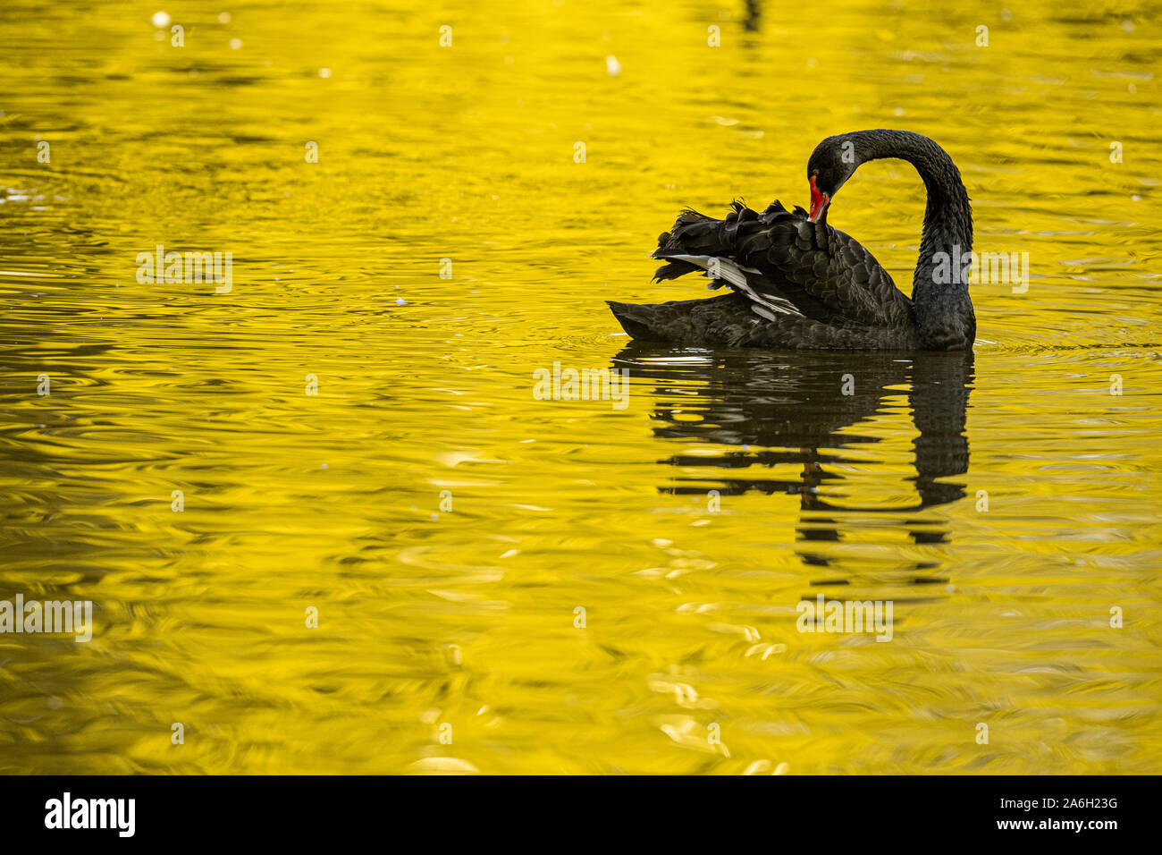 Black Swan (Cygnus atratus) swimming in a lake. Stock Photo