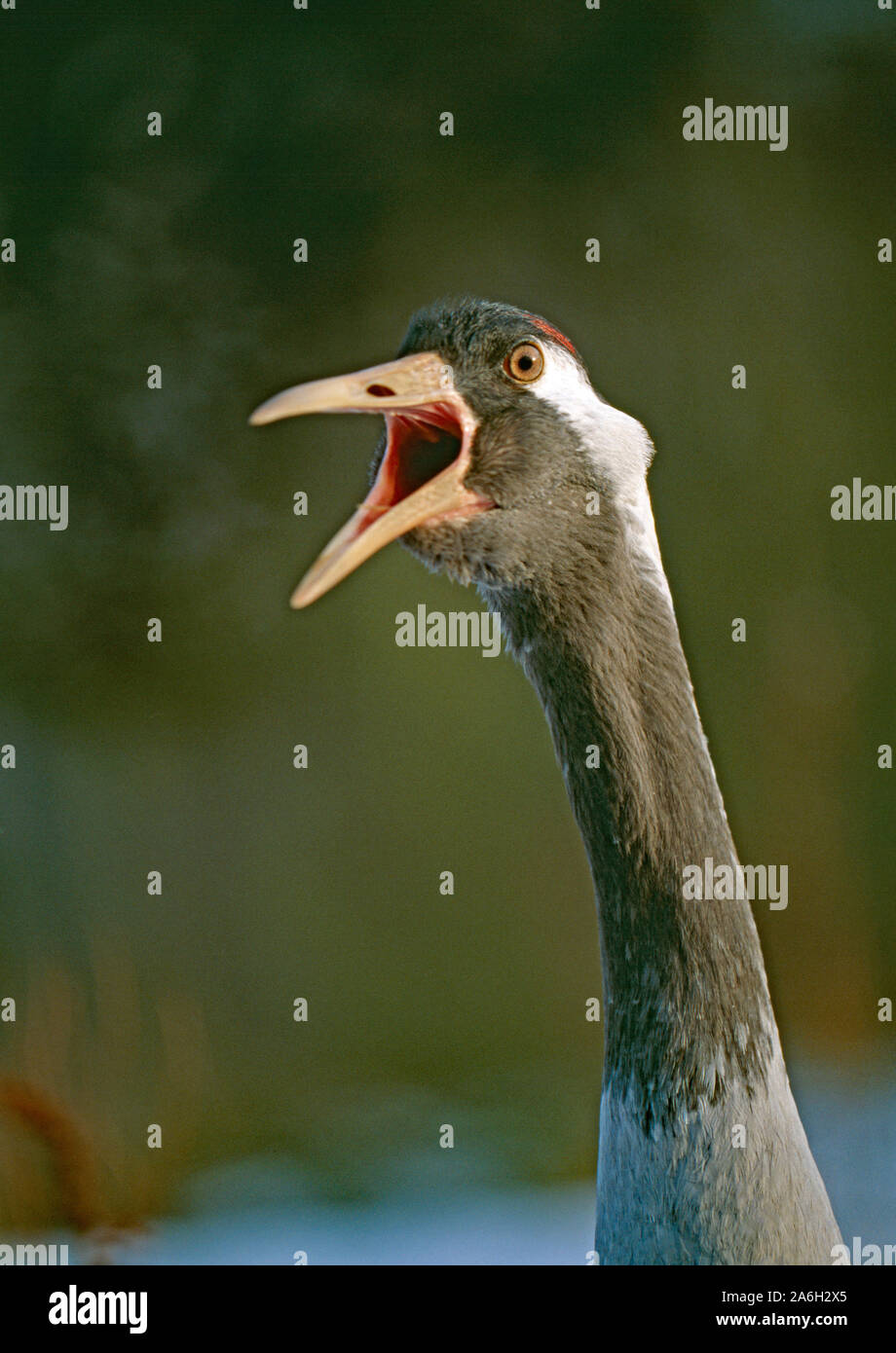 COMMON CRANE calling, head detail (Grus grus Stock Photo Alamy
