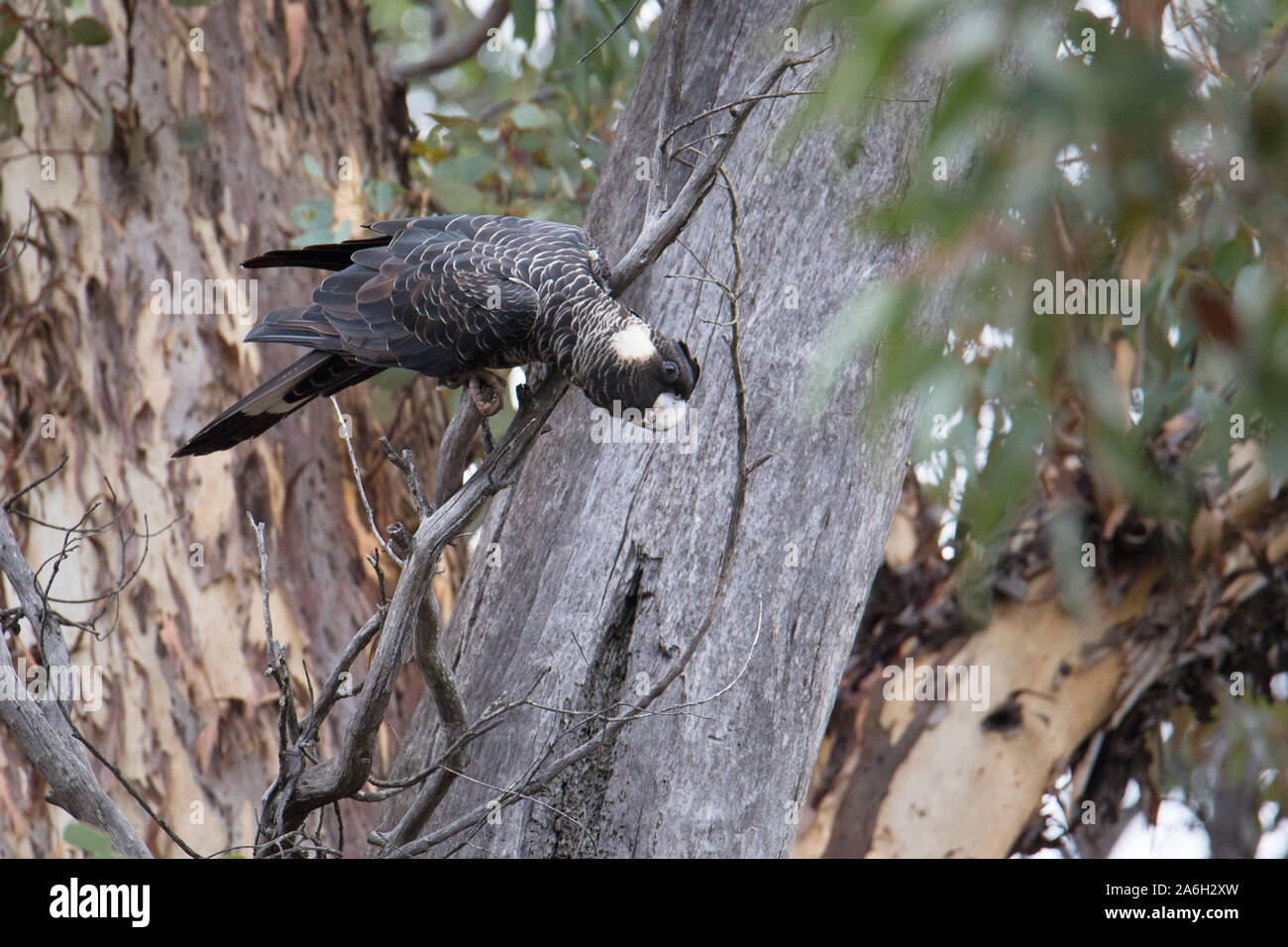 Carnaby's BlackCockatoo (Calyptorhynchus latirostris), Western