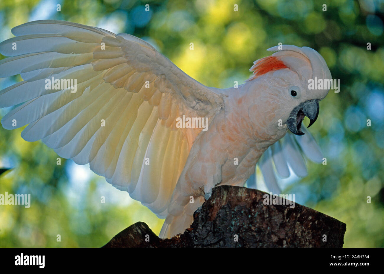 SALMON-CRESTED or Moluccan COCKATOO male (Cacatua moluccensis), displaying, shrieking with outstretched wings. Demonstrative, excited behaviour. Stock Photo