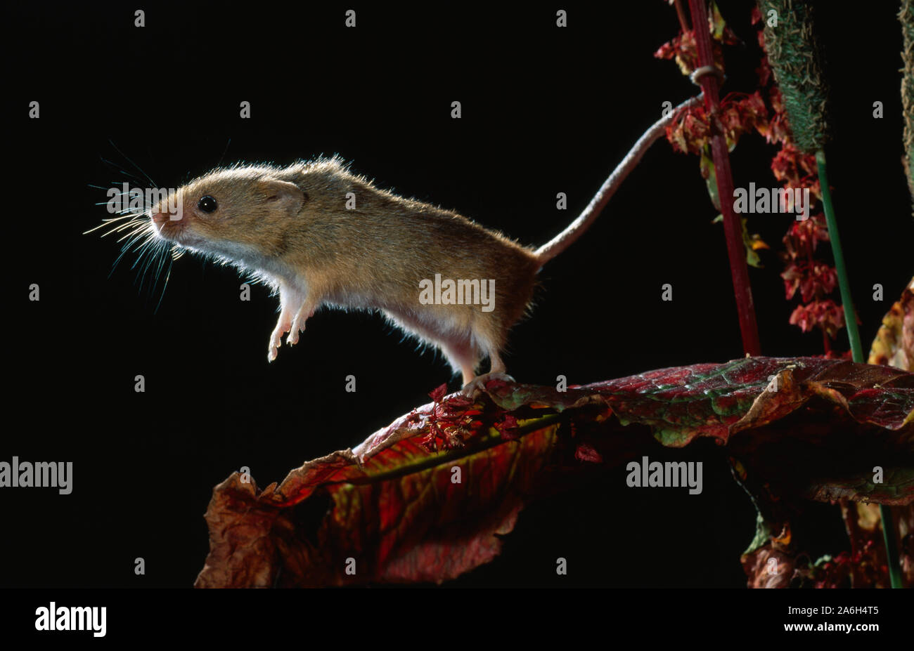 Field mouse seed head hi-res stock photography and images - Alamy