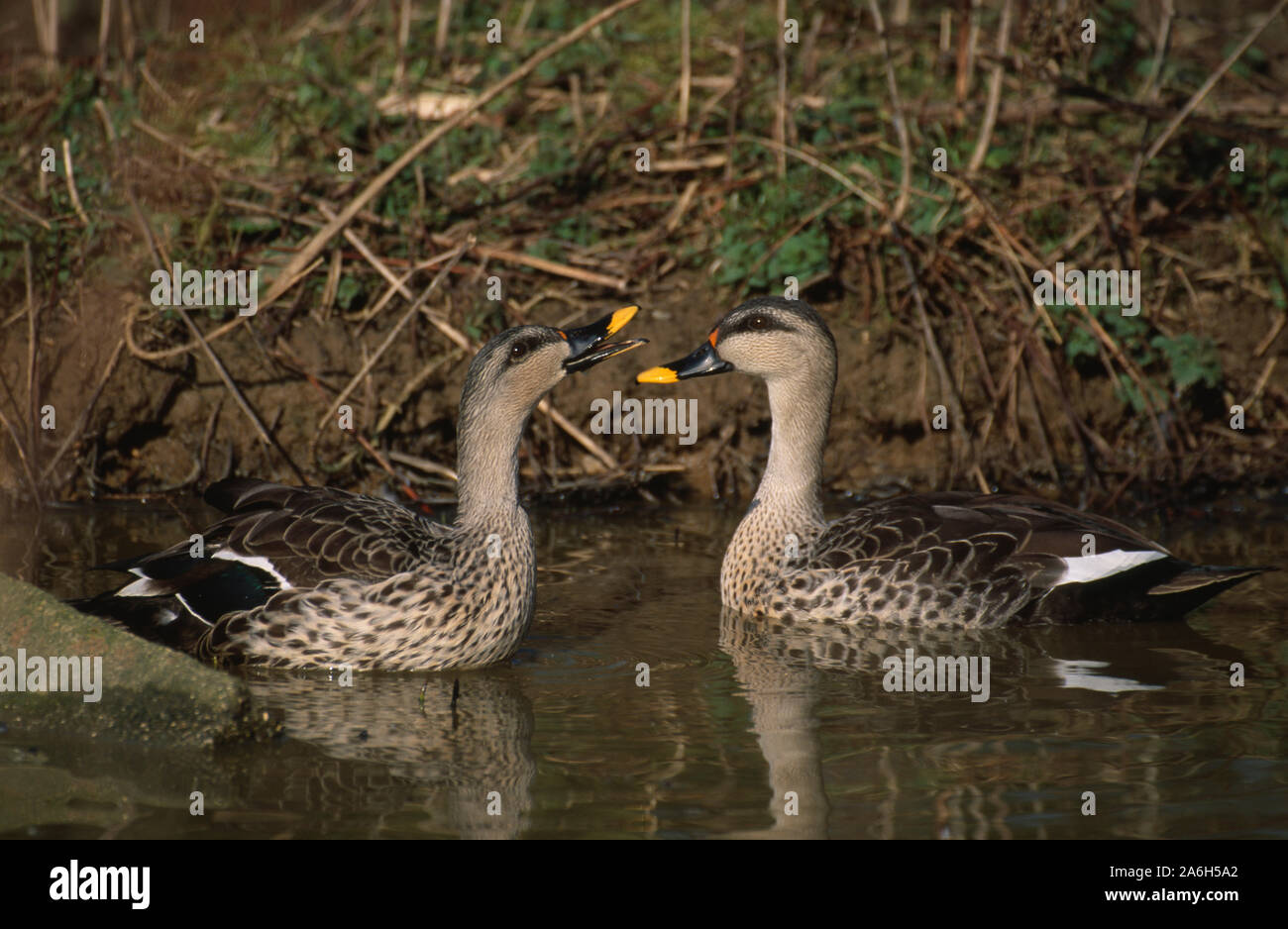 INDIAN SPOTBILL DUCK pair on water (Anas platyrhynchos poecilorhyncha).  Female (left) inciting male on right. Stock Photo