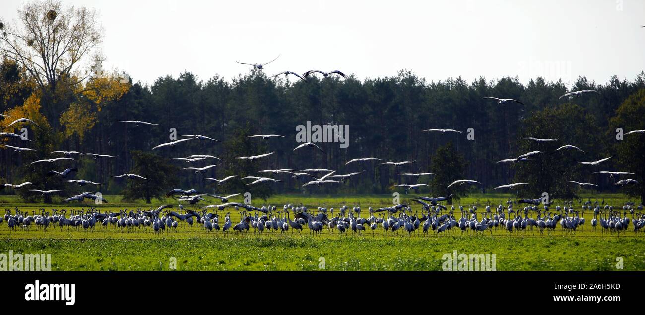 Linum, Germany. 26th Oct, 2019. Brandenburg :Every year, especially in autumn, tens of thousands of crane birds rest in the areas near Linum in Brandenburg. The photo shows crane birds in a field near Linum in Brandenburg. (Photo by Simone Kuhlmey/Pacific Press) Credit: Pacific Press Agency/Alamy Live News Stock Photo