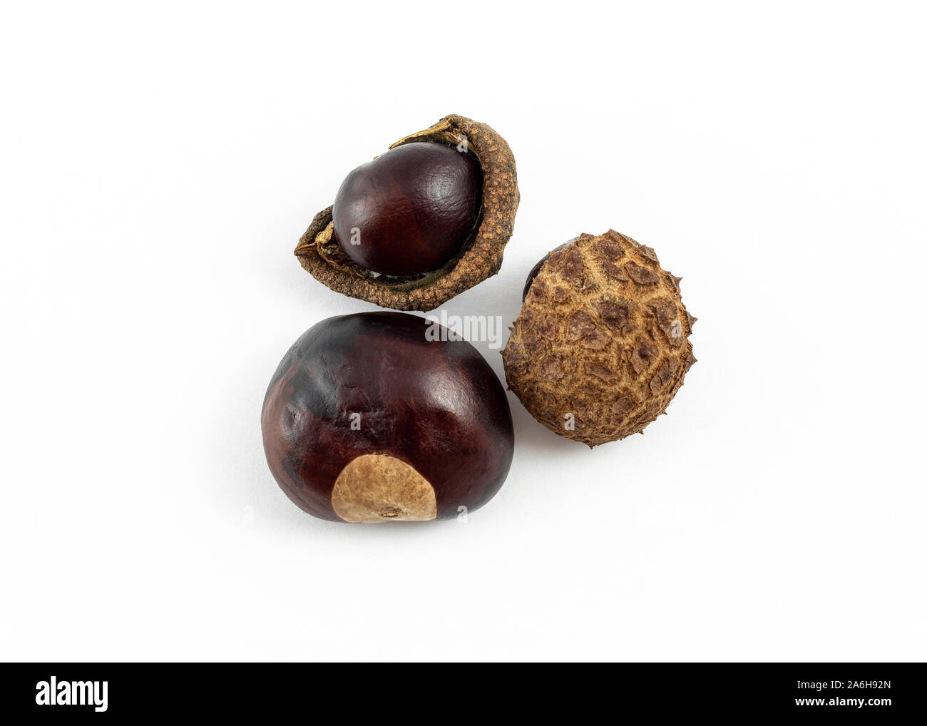 a group of horse chestnuts (conkers) on white background Stock Photo ...