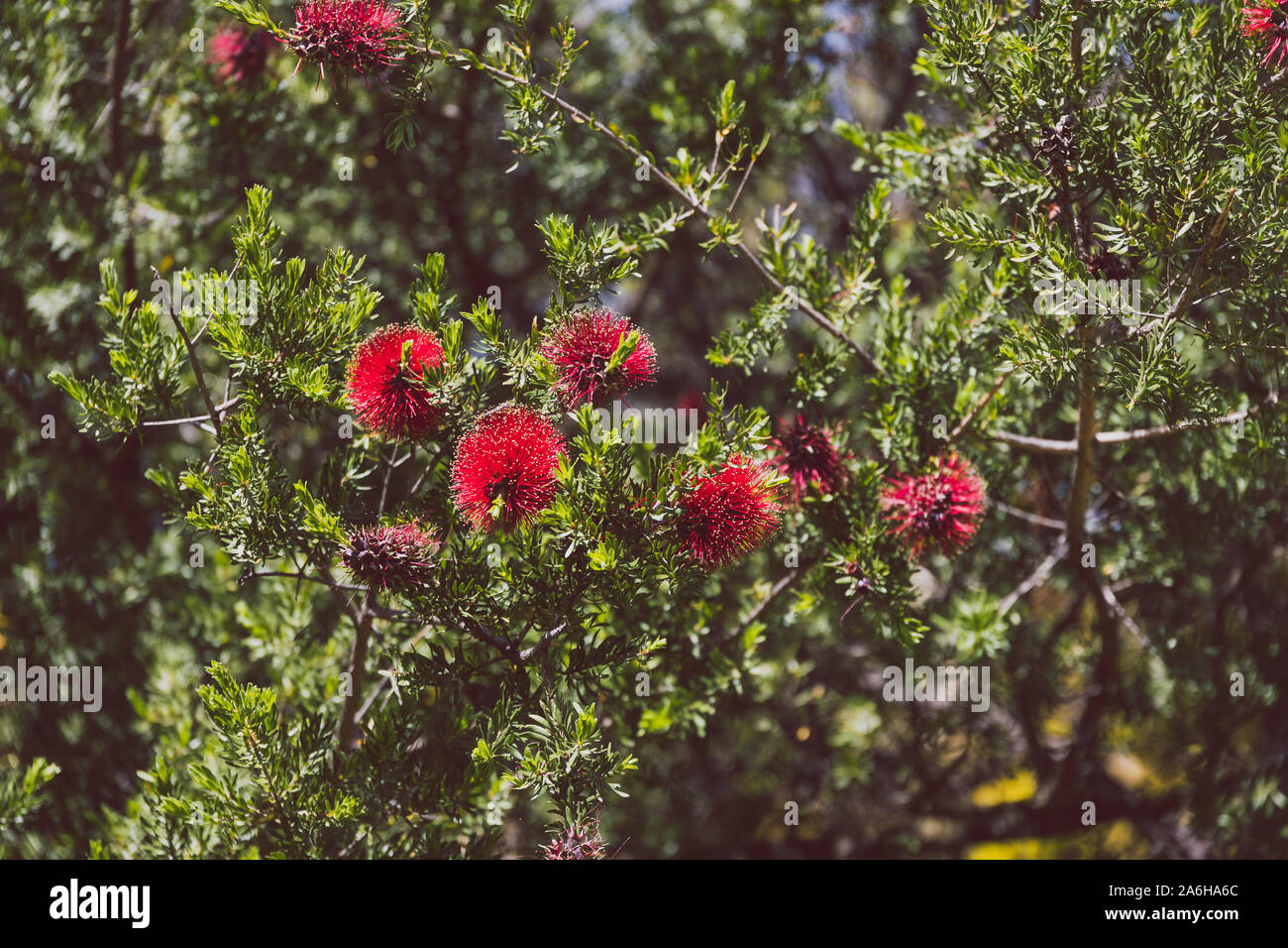 native Australian kunzea bottle brush plant outdoor in sunny backyard shot at shallow depth of field Stock Photo