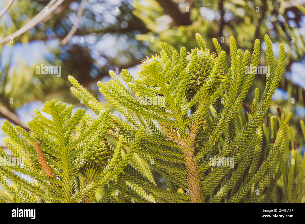 native Australian norfolk pine plant outdoor in sunny backyard shot at shallow depth of field