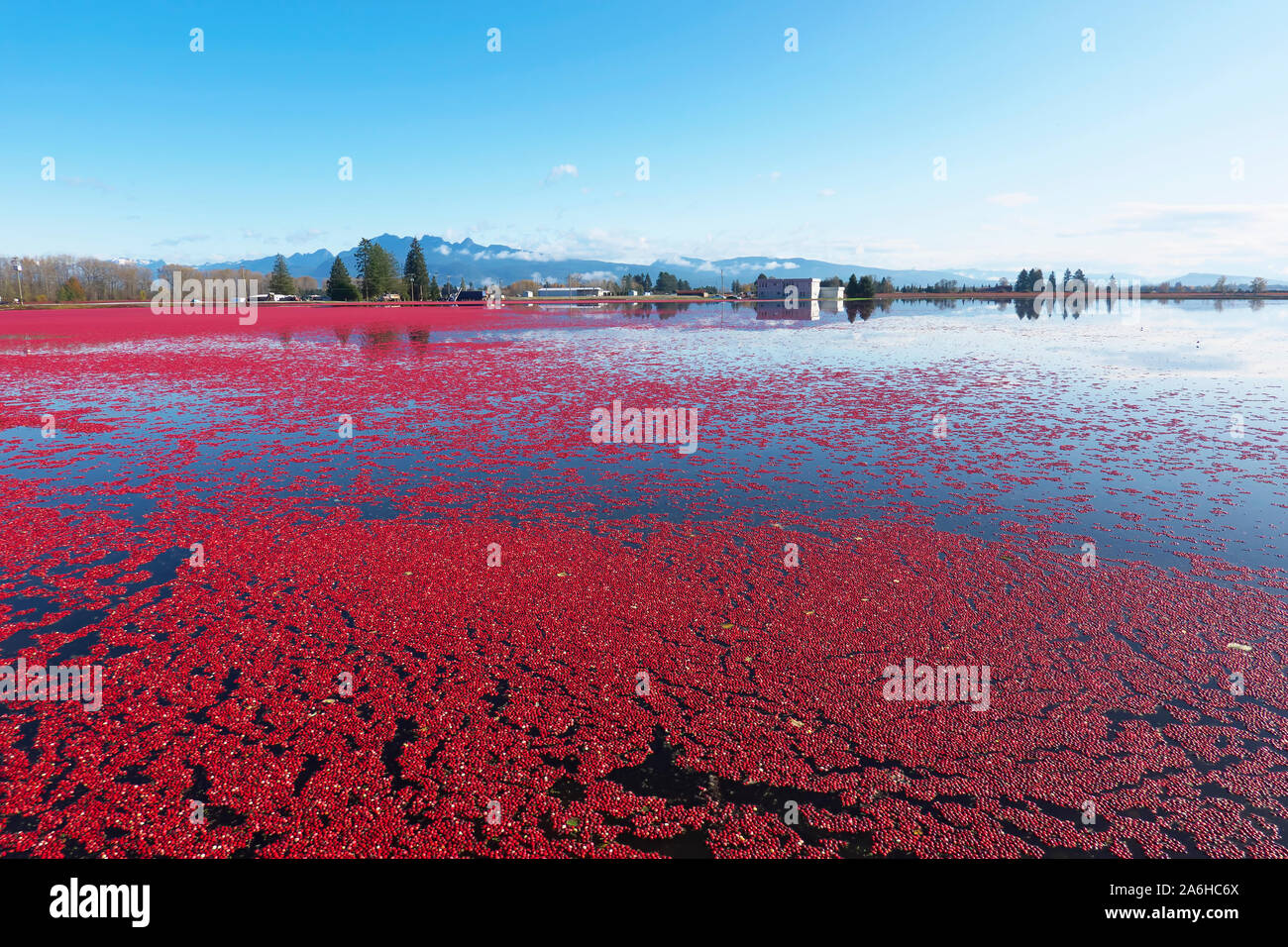Cranberry farm hires stock photography and images Alamy