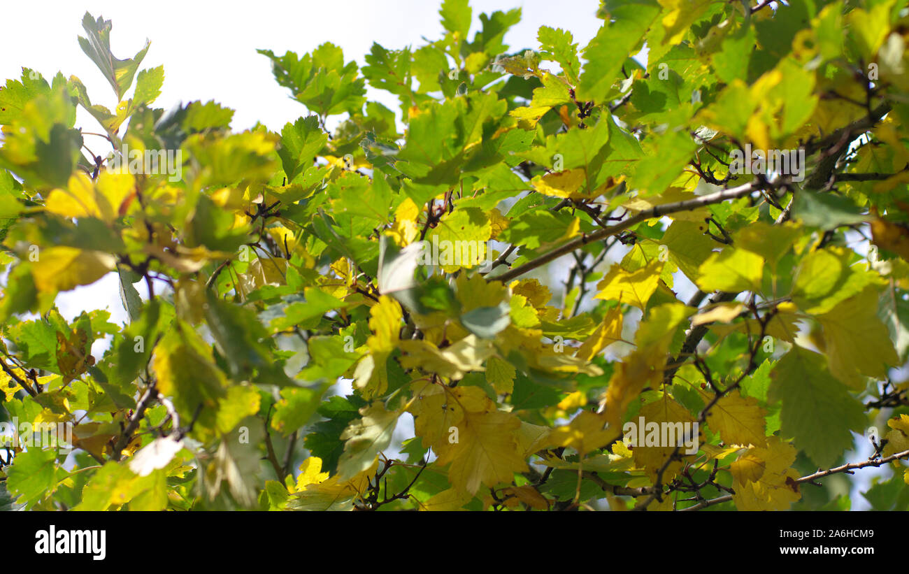 green leafs on sky background Stock Photo - Alamy