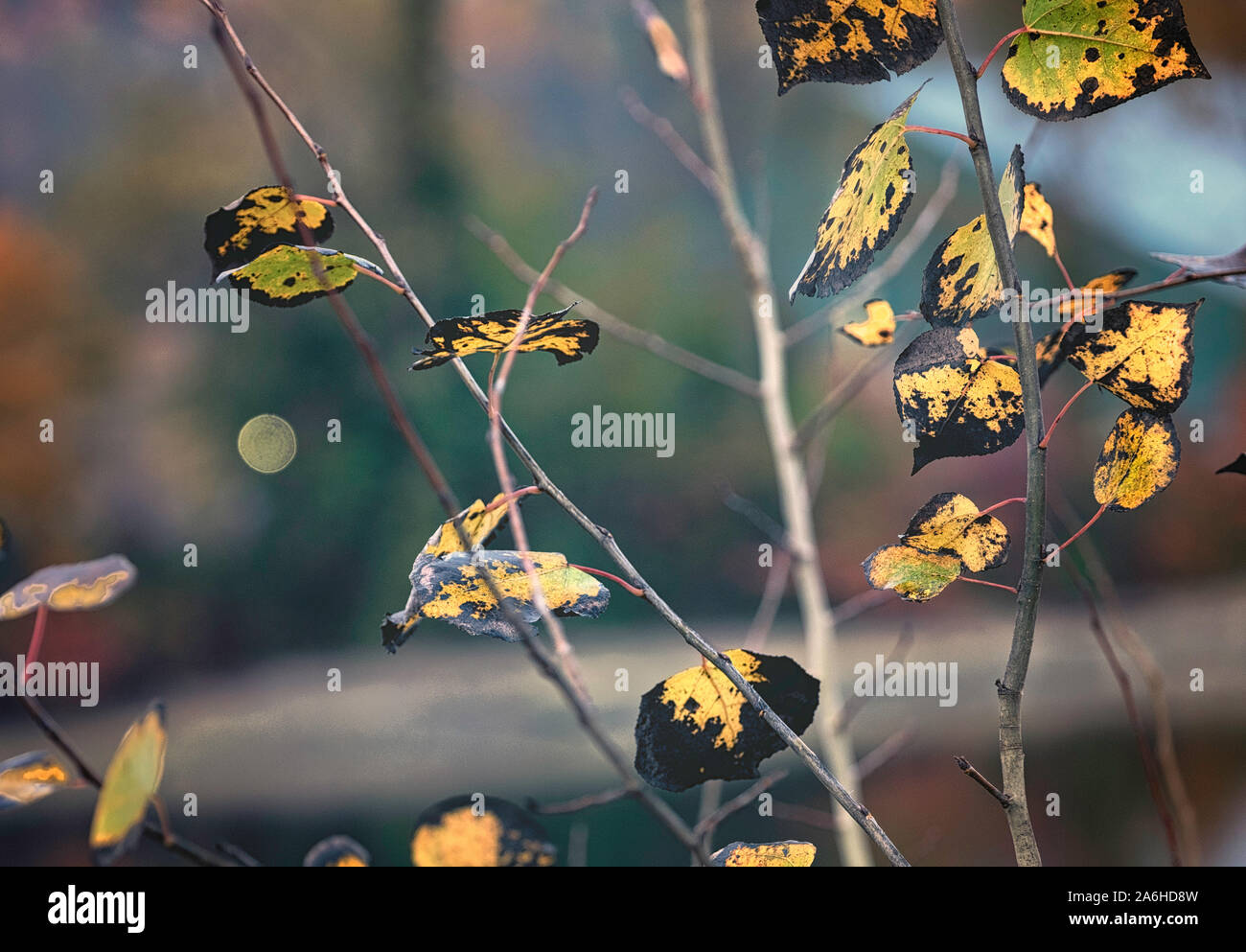 Autumn. A faded yellow leaves. Autumn  zen and harmony background Stock Photo
