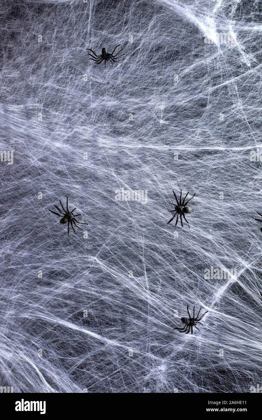 stretched white web and black spiders, background for the holiday Halloween, copy space Stock Photo