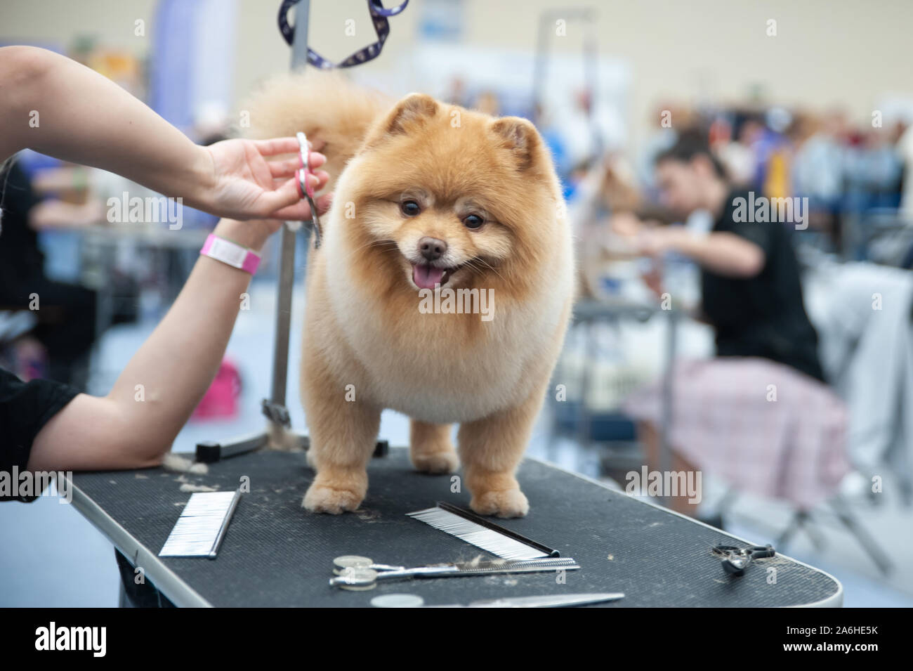 Pomeranian Spitz at the Dog Show, grooming on the table Stock Photo