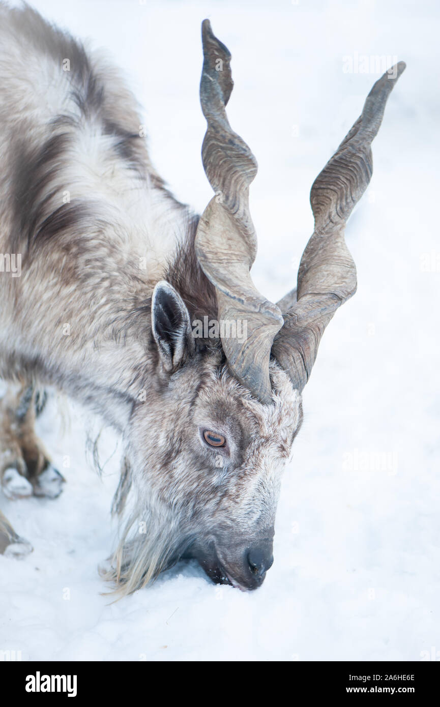 Markhor, Capra falconeri portrait on natural winter background, Male with big horns Stock Photo