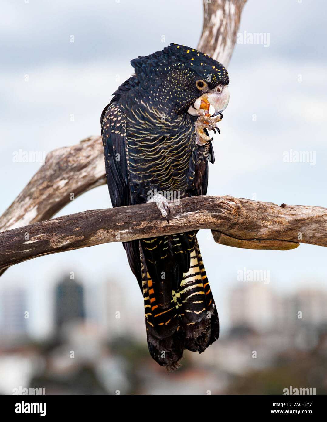 red-tailed black cockatoos are recognisable for their gorgeous orange-to-red tail feathers that often resemble sunsets. Their crests, protruding past Stock Photo
