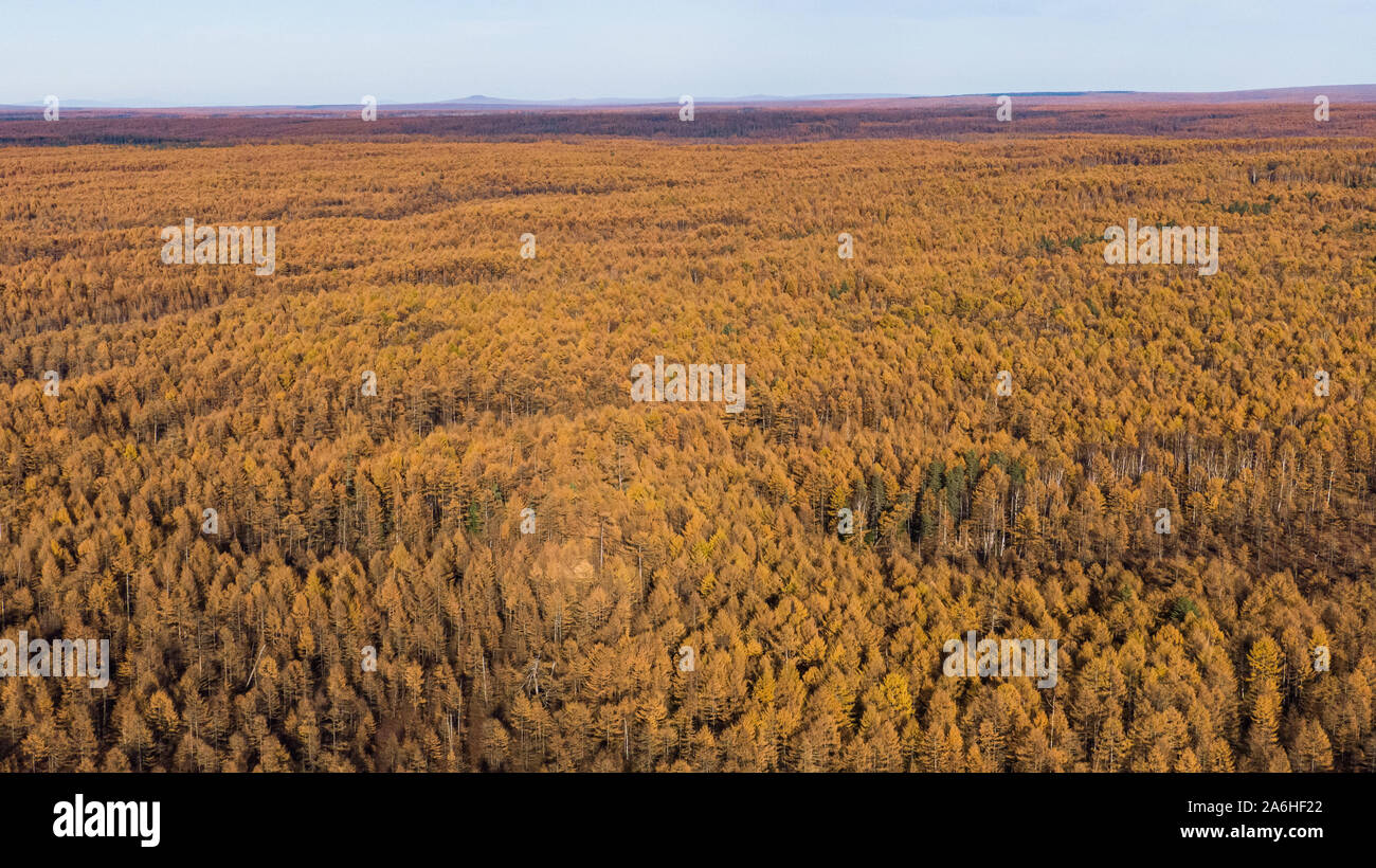 Top view of the taiga forest, river, road . The vast expanses of 