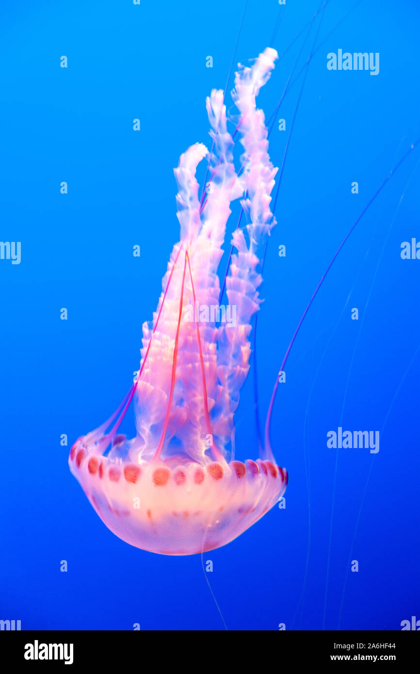 beautiful sea nettle with vicious sting Stock Photo