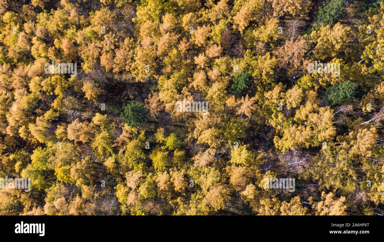 Top view of the taiga forest, river, road . The vast expanses of 