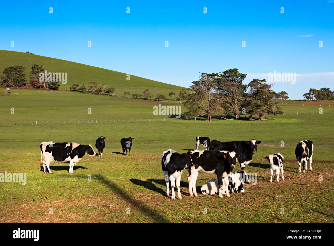 Ballarat Australia / Dairy cows grazing on farm near Ballarat Victoria Australia. Stock Photo