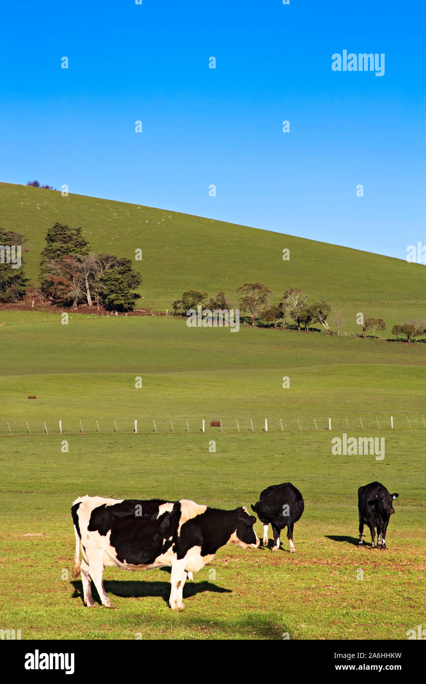 Ballarat Australia / Dairy cows grazing on farm near Ballarat Victoria Australia. Stock Photo