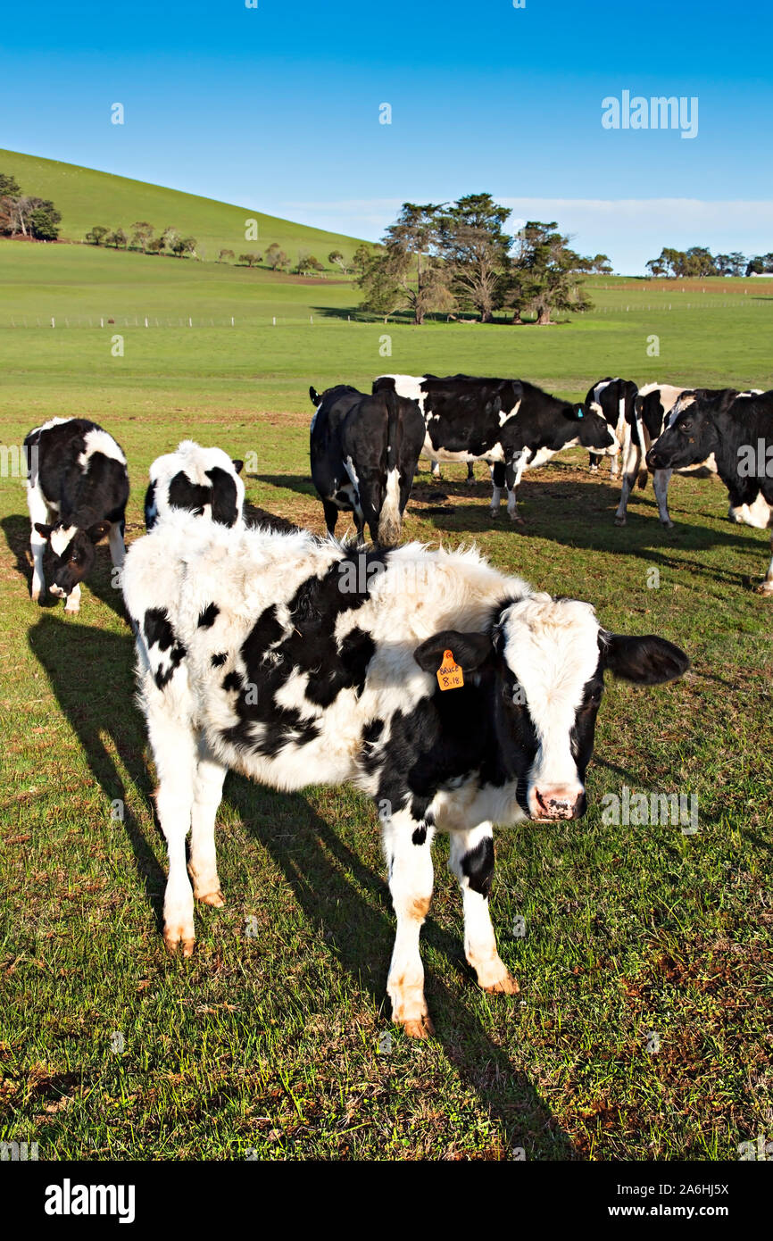 Dairy cows australia hires stock photography and images Alamy