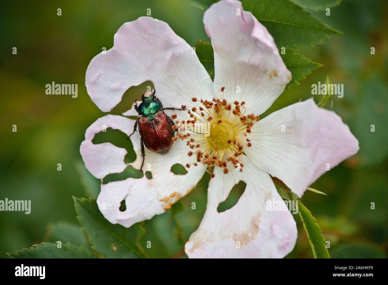 insects on white wild rose Stock Photo - Alamy