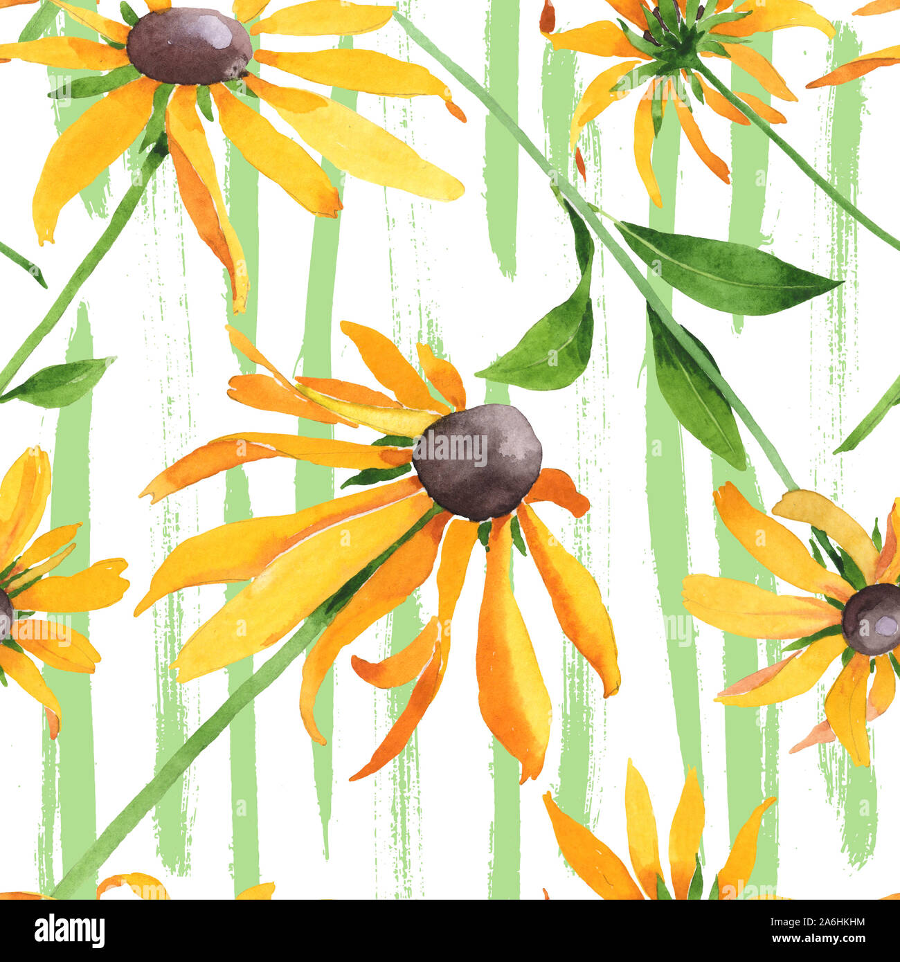 Rudbeckia hirta floral botanical flowers. Watercolor background