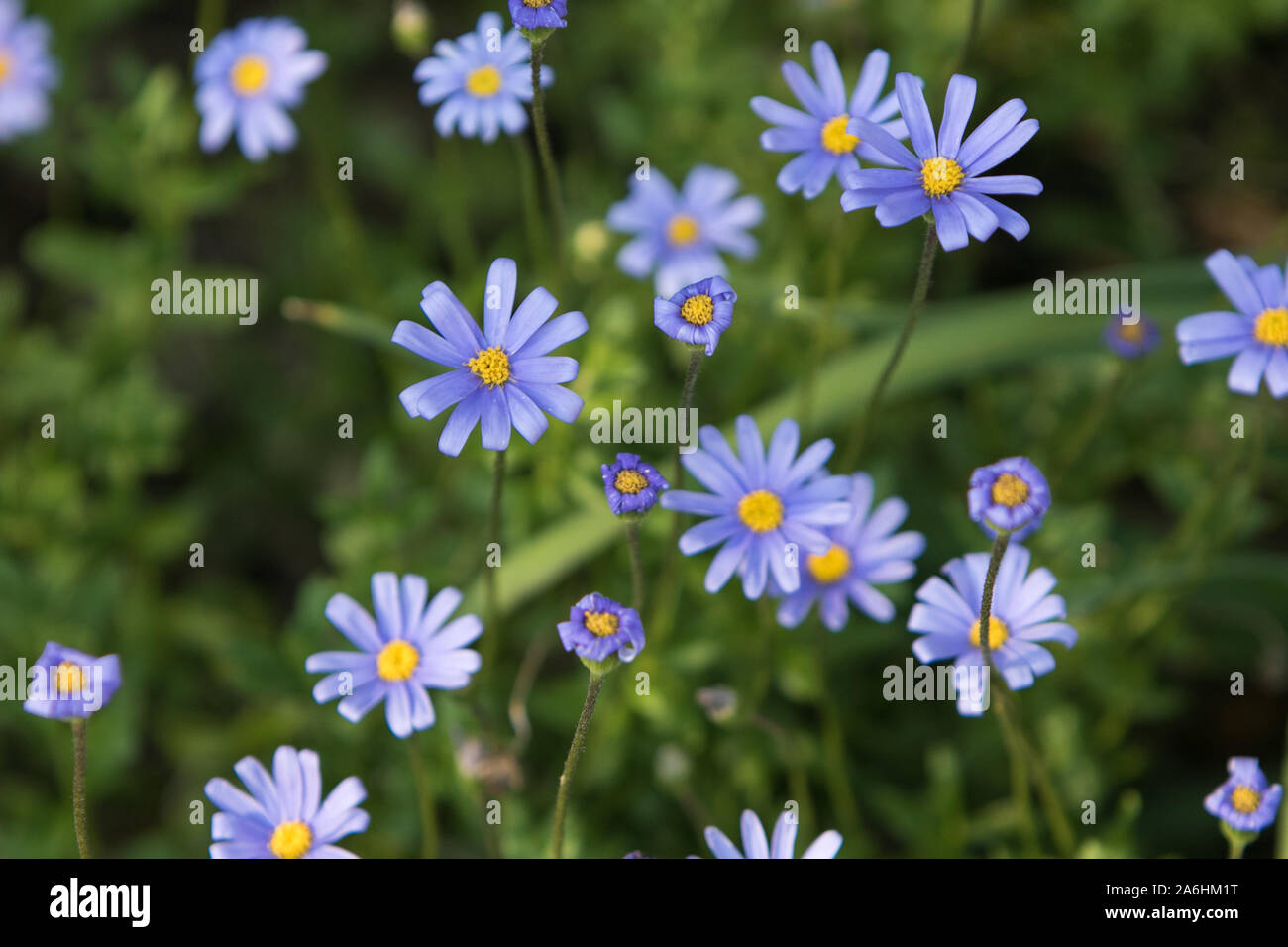 Blue flowers of Felicia Stock Photo