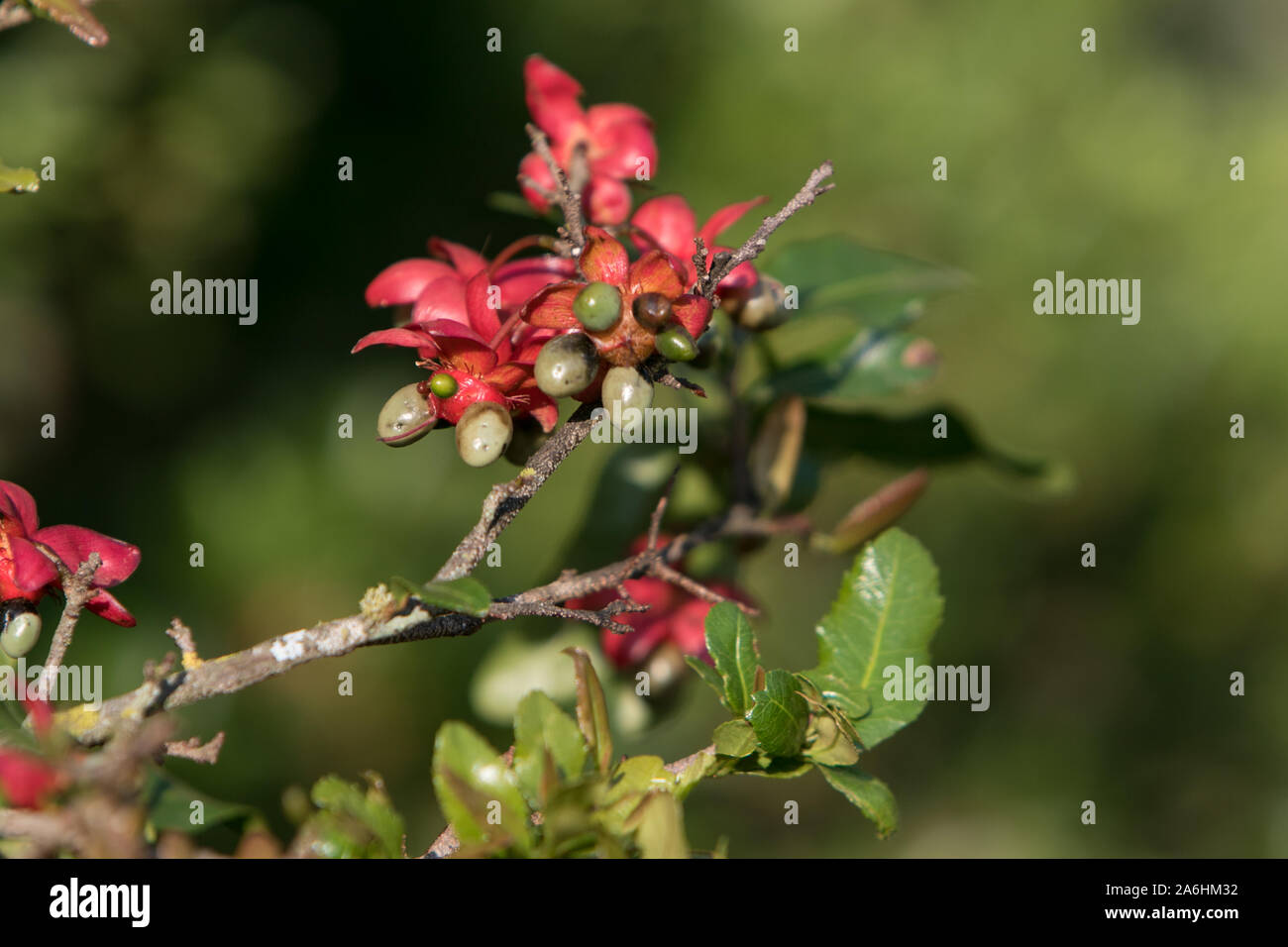 Flowers and berries of a Mickey Mouse Bush Stock Photo