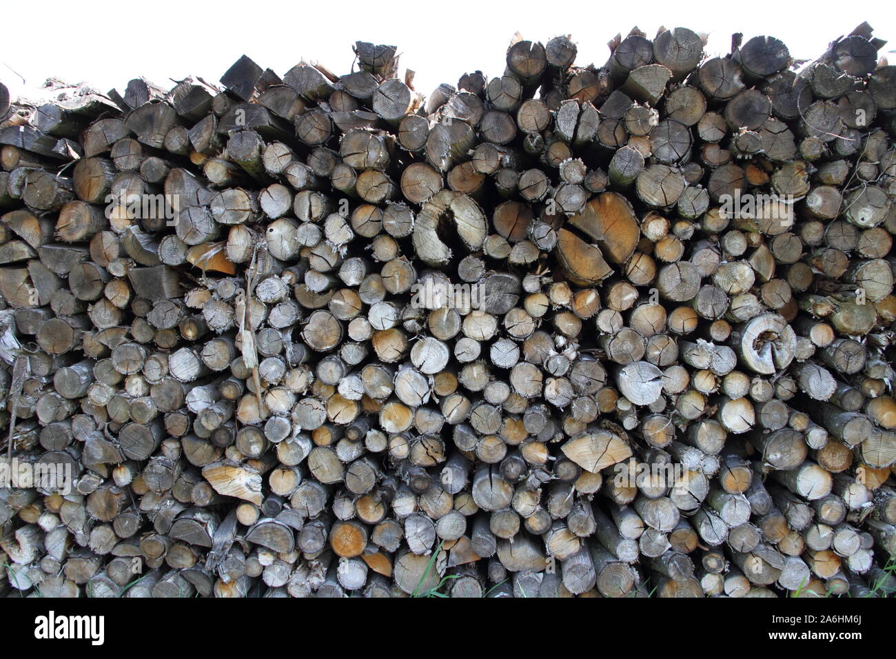 old tree trunks for firewood Stock Photo Alamy