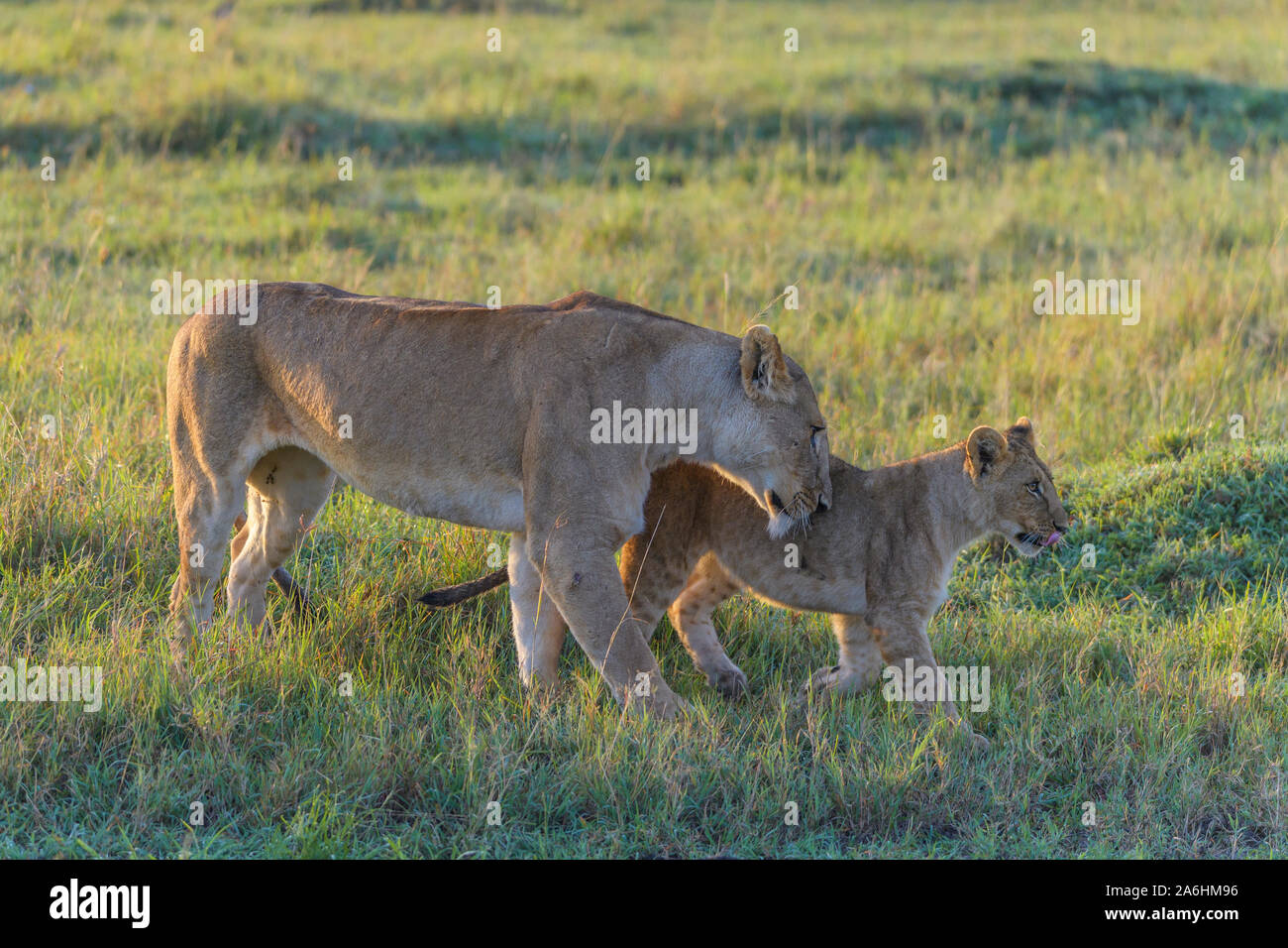 African lion, Panthera Leo, lioness with cub, Masai Mara National ...