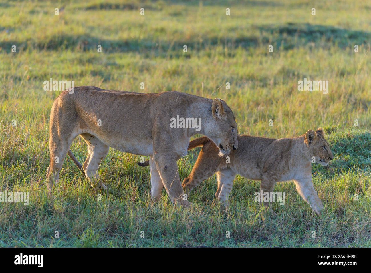 African lion, Panthera Leo, lioness with cub, Masai Mara National ...