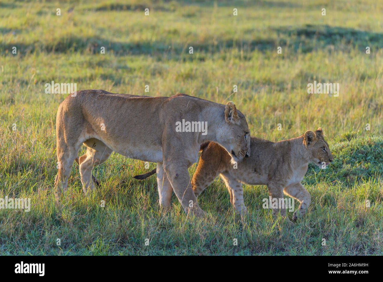 African lion, Panthera Leo, lioness with cub, Masai Mara National ...