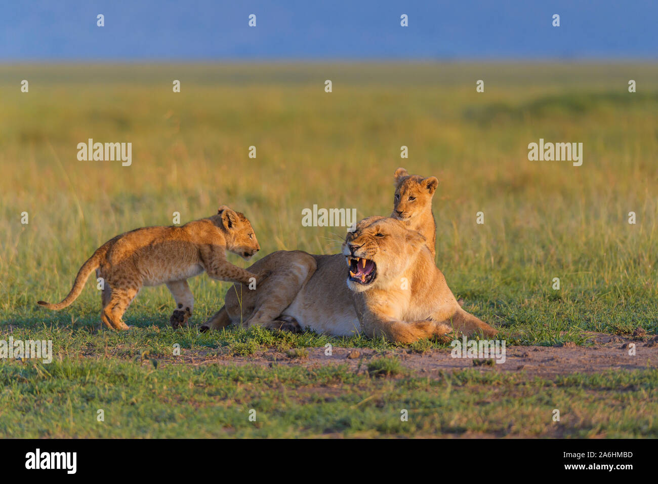 African lion, Panthera Leo, lioness with two cub, Masai Mara National ...